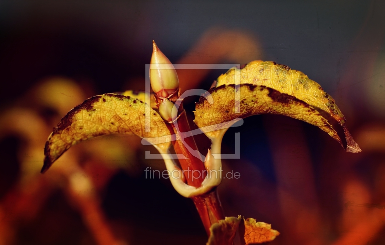 Bild-Nr.: 11395139 Herbstleben erstellt von youhaveadream