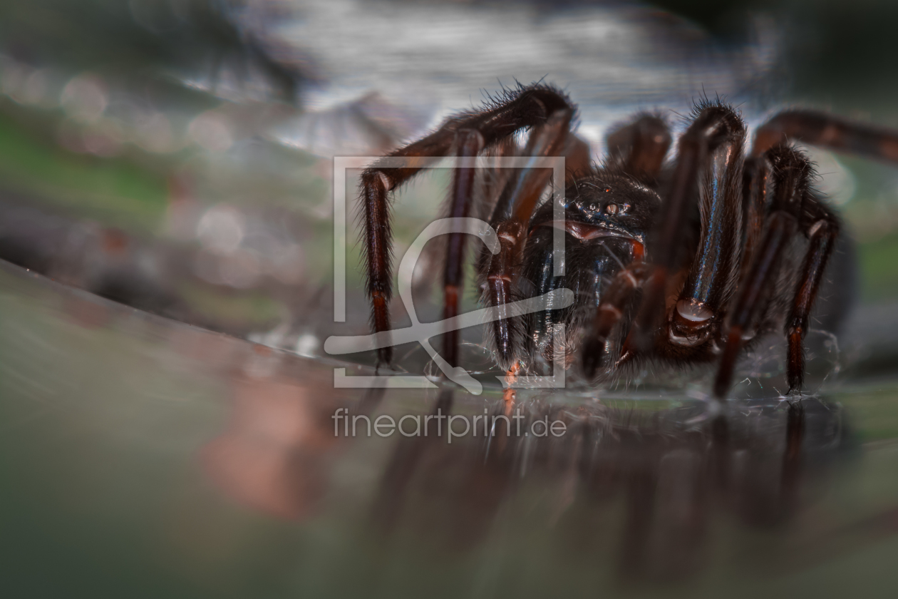 Bild-Nr.: 11395261 Coelotes - Trichternetzspinne erstellt von Richard-Young