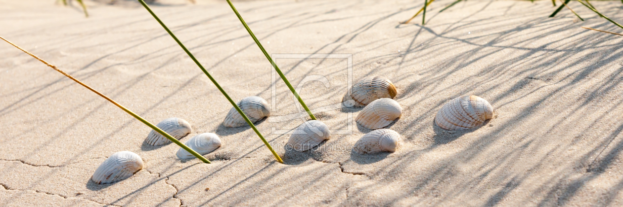 Bild-Nr.: 11395297 Im Dünensand 1:3 erstellt von Reiner Würz