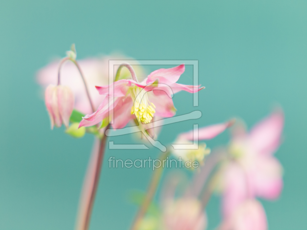 Bild-Nr.: 11395589 Blumen - Träume Bild-Nr.: 11395589 Blumen - Träume erstellt von Fotofilter