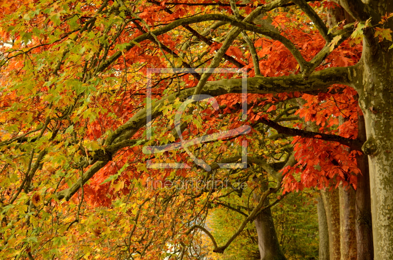 Bild-Nr.: 11395651 herbstliches Farbenspiel erstellt von GUGIGEI