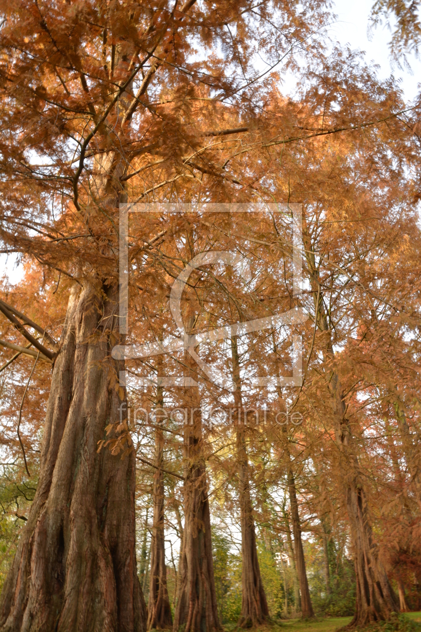 Bild-Nr.: 11396581 Herbst in Oldenburg erstellt von del-blacklord