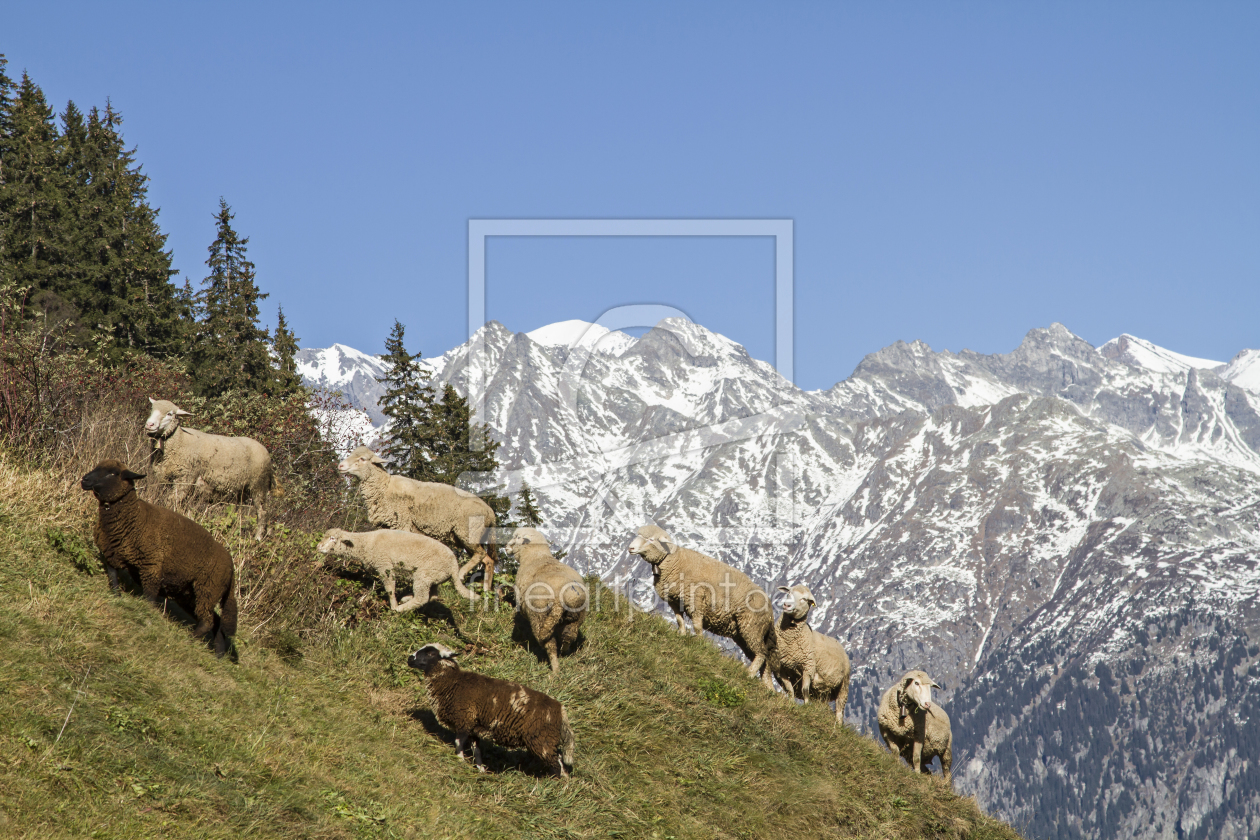 Bild-Nr.: 11396987 Schafe im Val Medel erstellt von EderHans