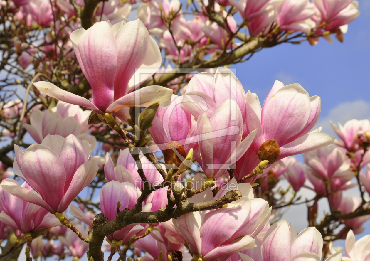 Bild-Nr.: 11398483 MAGNOLIEN erstellt von GUGIGEI