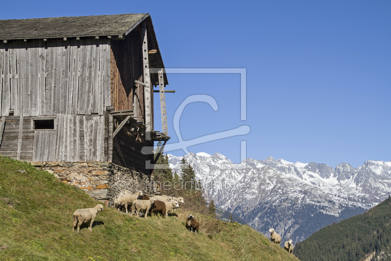 Bild-Nr.: 11399413 Schafe im Val Medel erstellt von EderHans