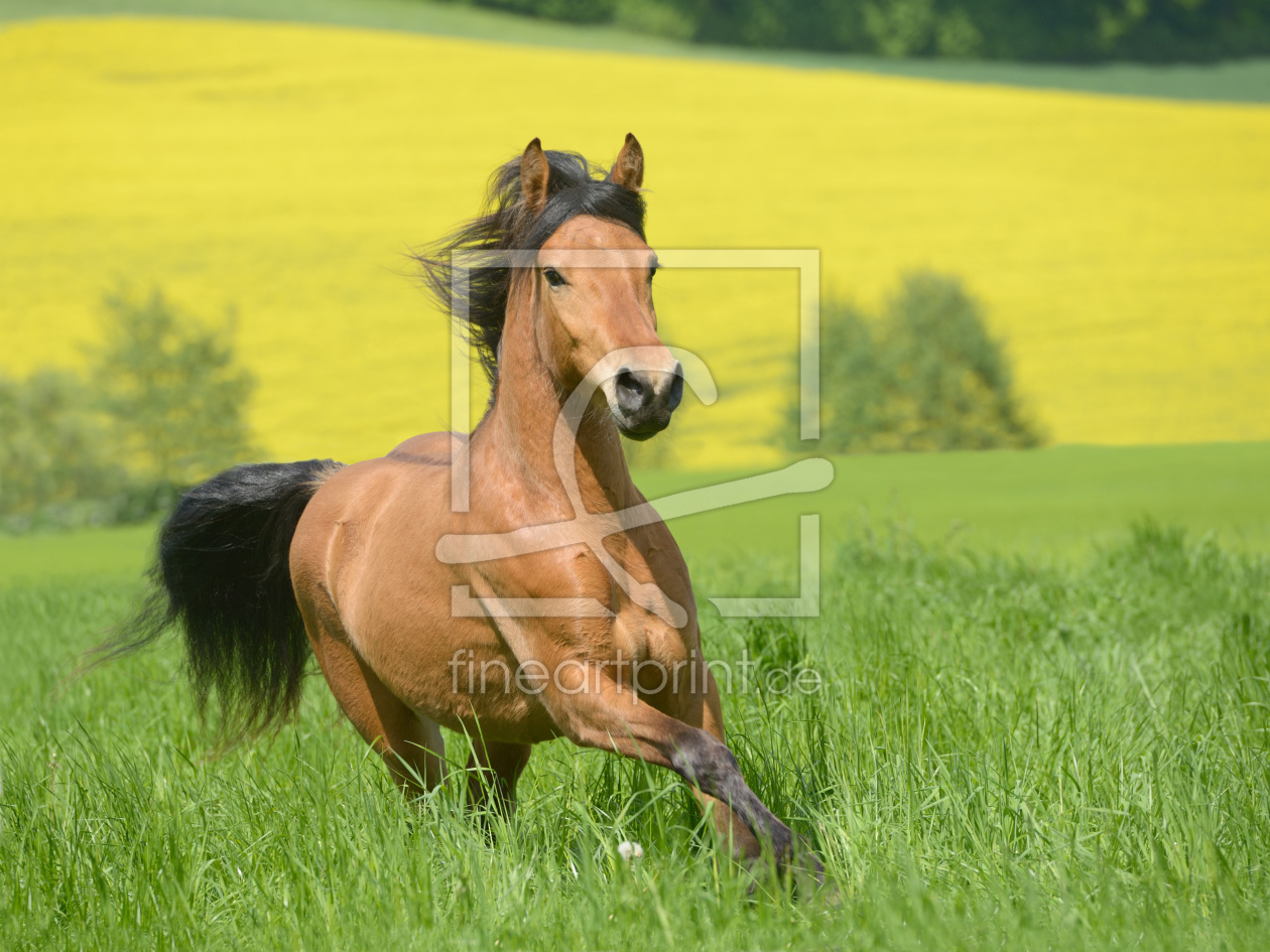 Bild-Nr.: 11400615 Haflinger-Pony-Mix galopiiert auf der Weide erstellt von Martina Grebler