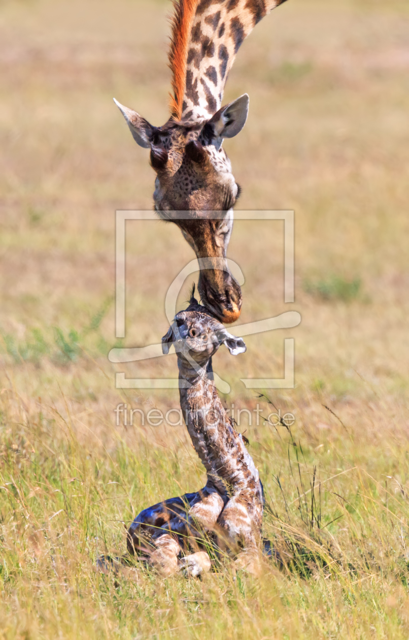 Bild-Nr.: 11402719 Mamas Liebling  erstellt von Safarifotografie