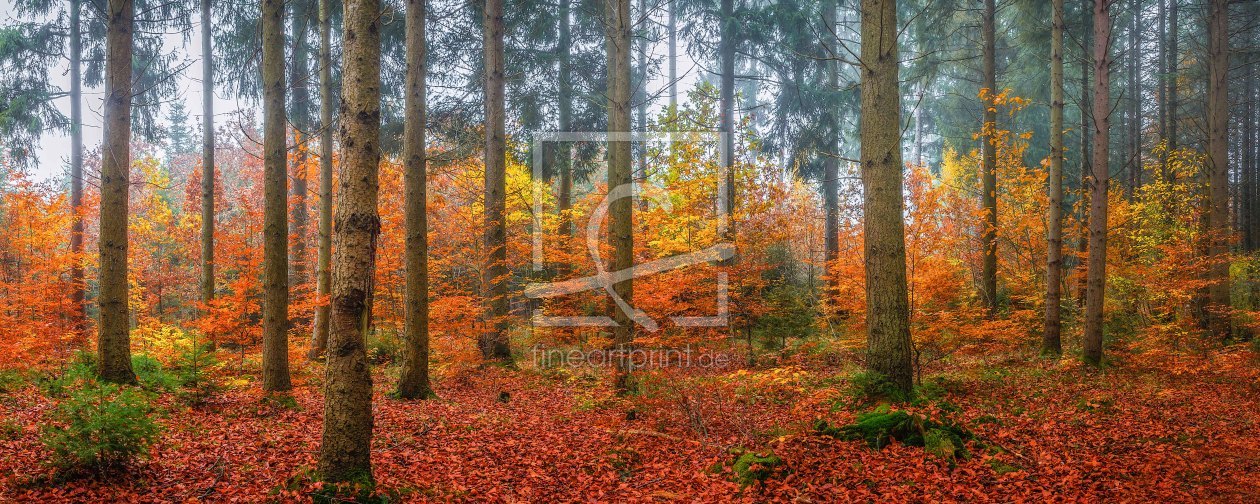 Bild-Nr.: 11403249 Märchenwald im Herbst erstellt von StefanPrech