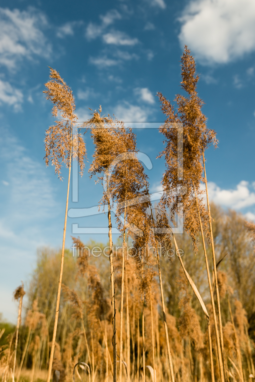 Bild-Nr.: 11403511 Schilfgras erstellt von Erhard Hess