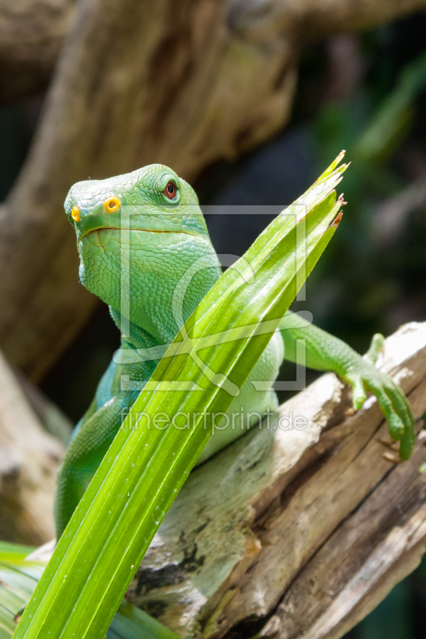 Bild-Nr.: 11403941 Gecko erstellt von TomKli