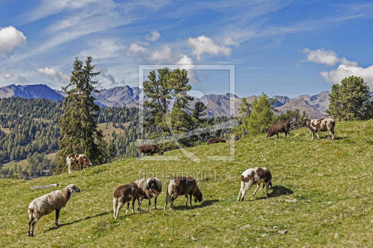 Bild-Nr.: 11405802 Schafe in Tirol erstellt von EderHans