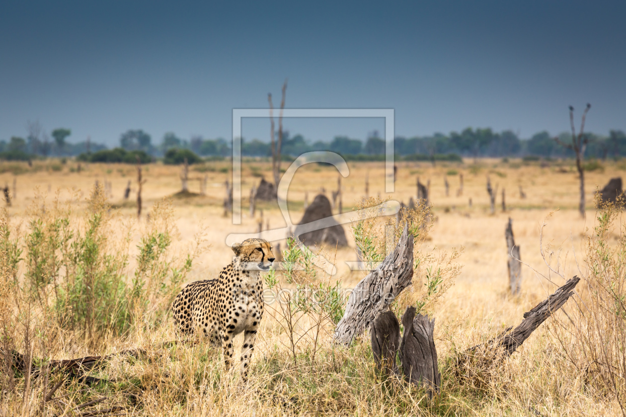 Bild-Nr.: 11406126 Big Cat Paradise erstellt von marasmus