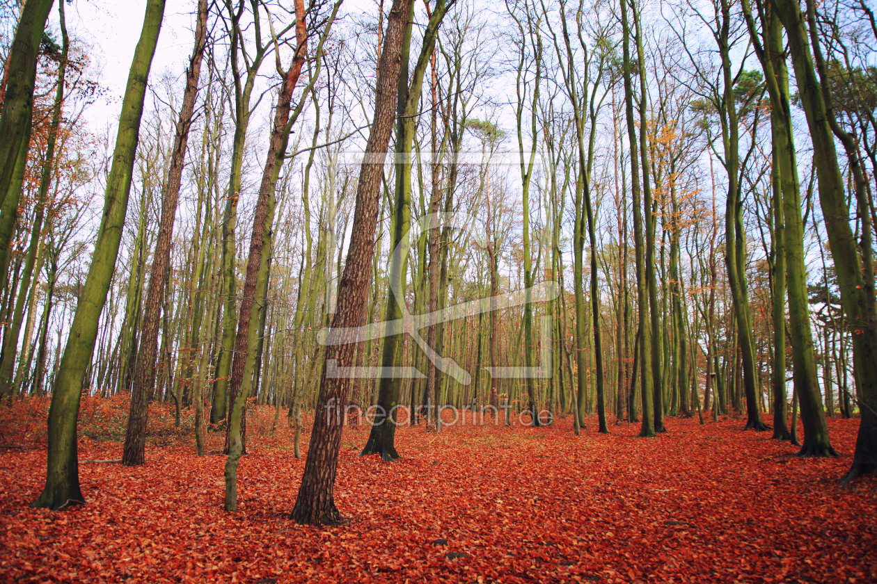 Bild-Nr.: 11407496 Herbstlaub erstellt von FotoDeHRO