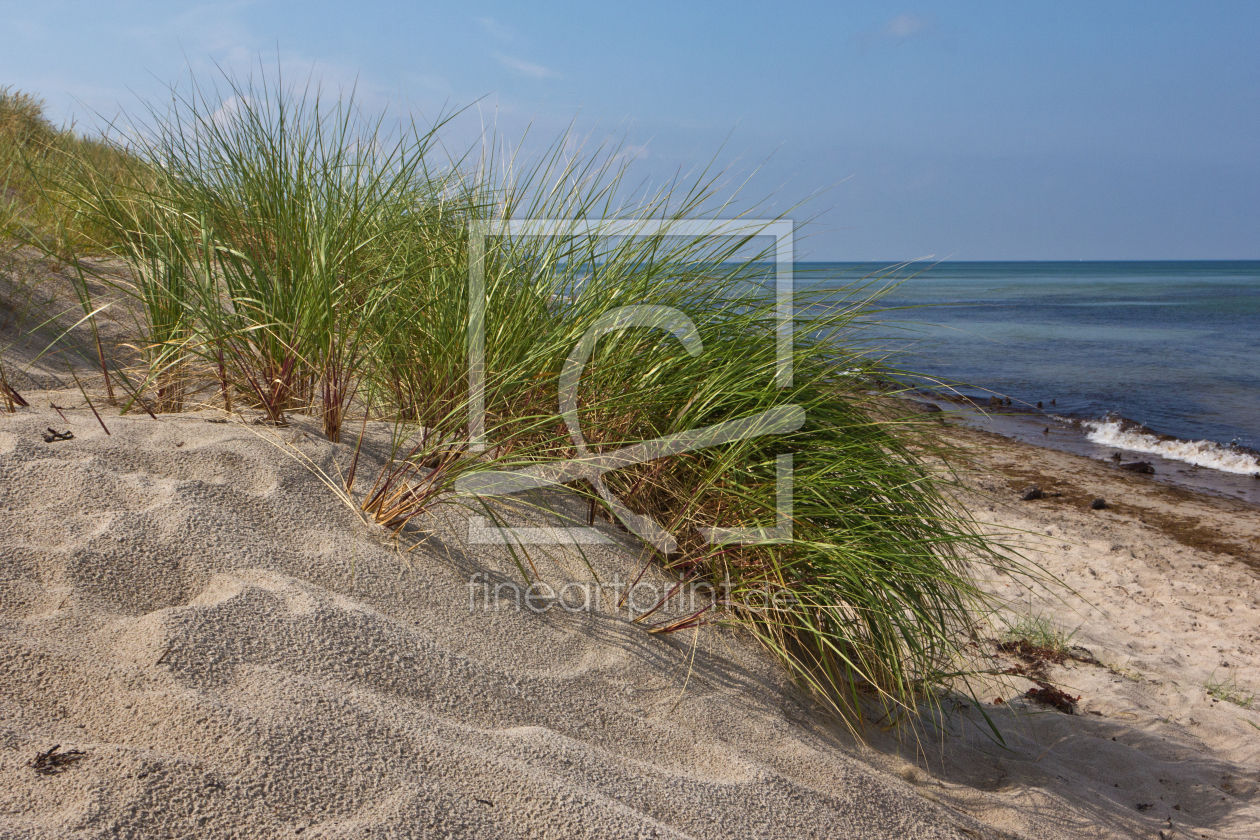 Bild-Nr.: 11408184 Strandhafer auf dem Darß  erstellt von Anja Schäfer