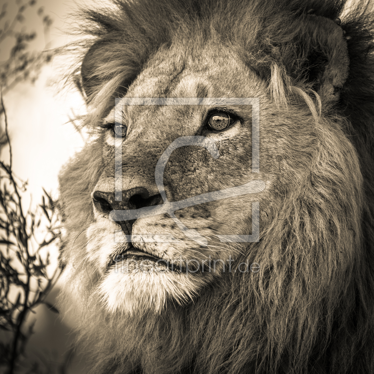 Bild-Nr.: 11408450 Löwenportrait I erstellt von marasmus