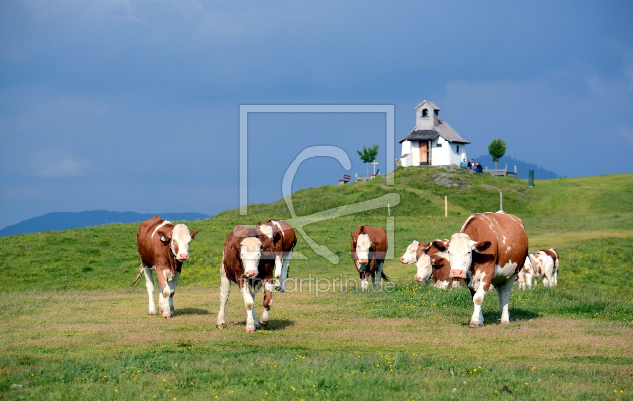 Bild-Nr.: 11409472 .. auf der Alm .. erstellt von GUGIGEI