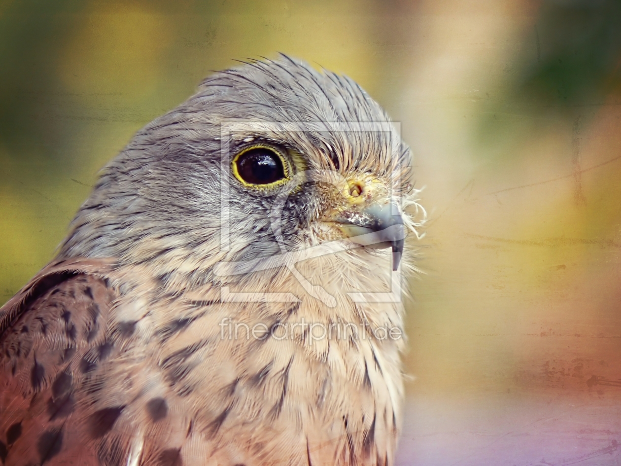 Bild-Nr.: 11410380 Watchful Hawk Bild-Nr.: 11410380 Watchful Hawk erstellt von youhaveadream