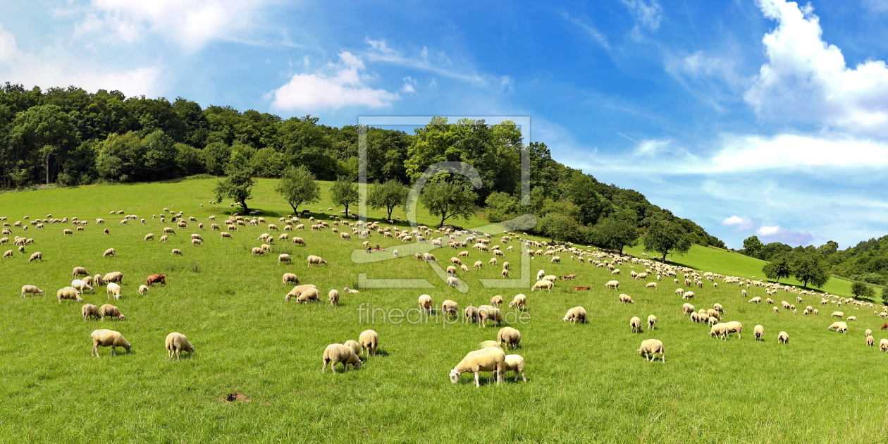 Bild-Nr.: 11411124 Schafherde erstellt von fotoping