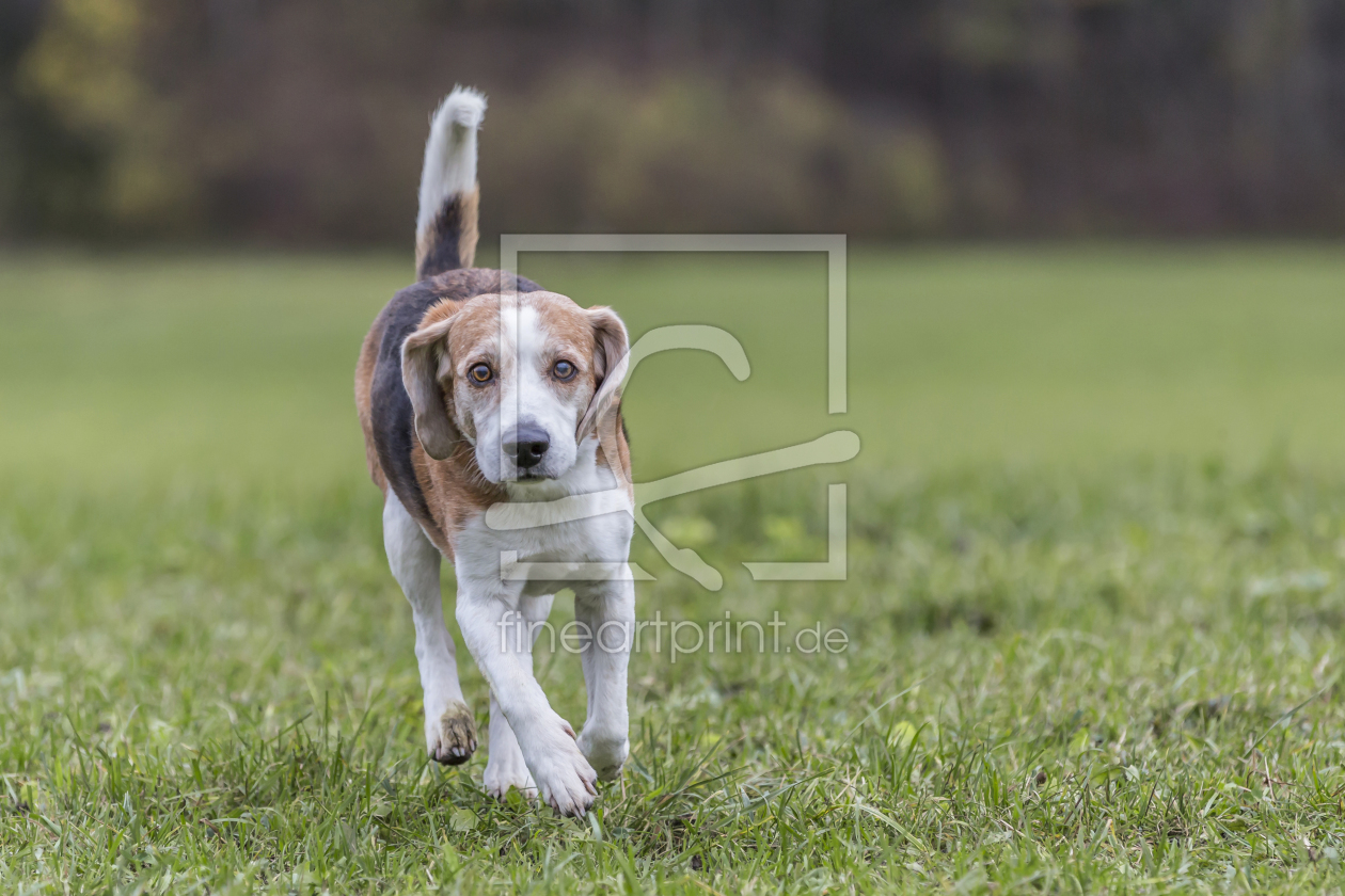Bild-Nr.: 11411775 Beagle on Tour erstellt von EderHans
