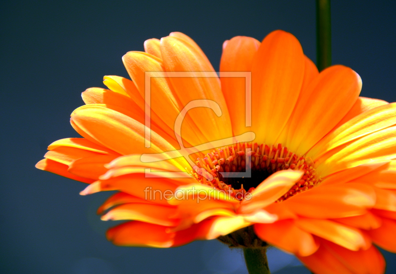 Bild-Nr.: 11412121 Gerbera erstellt von GUGIGEI