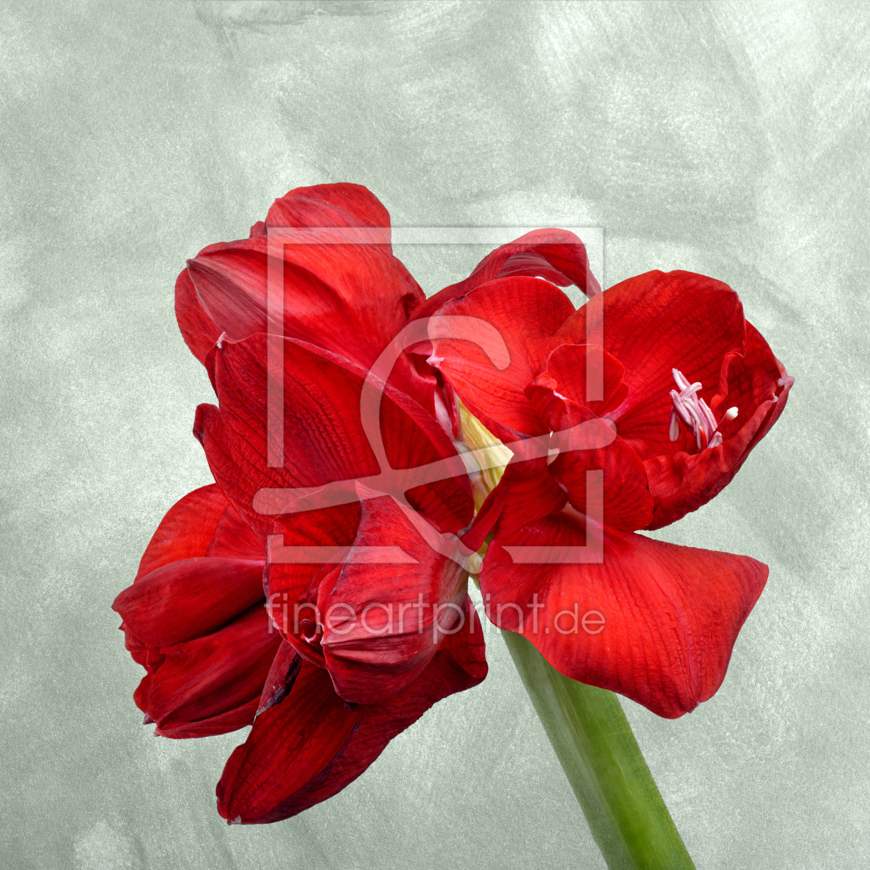 Bild-Nr.: 11412922 beautiful blossom erstellt von Rolf Eschbach