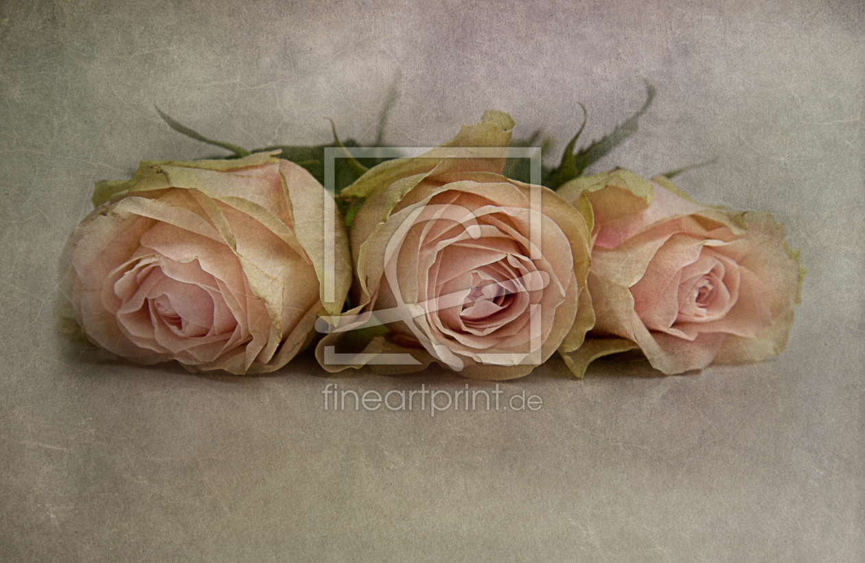 Bild-Nr.: 11413509 la vie en rose erstellt von Vereinigung-Emotional-Expressionisten