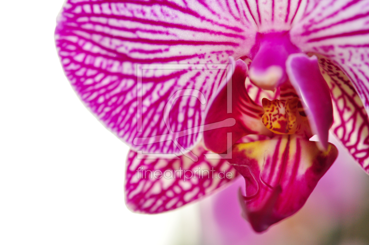 Bild-Nr.: 11414419 Orchidee erstellt von Kati Beyer