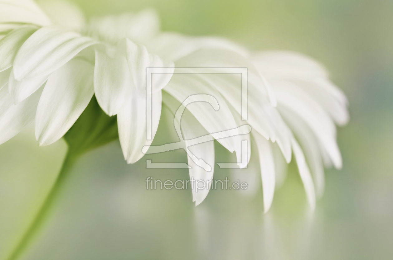 Bild-Nr.: 11414656 Gerbera erstellt von Atteloi