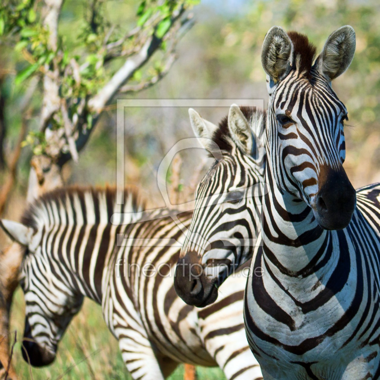 Bild-Nr.: 11415141 Drei Zebras erstellt von andreasschwalm