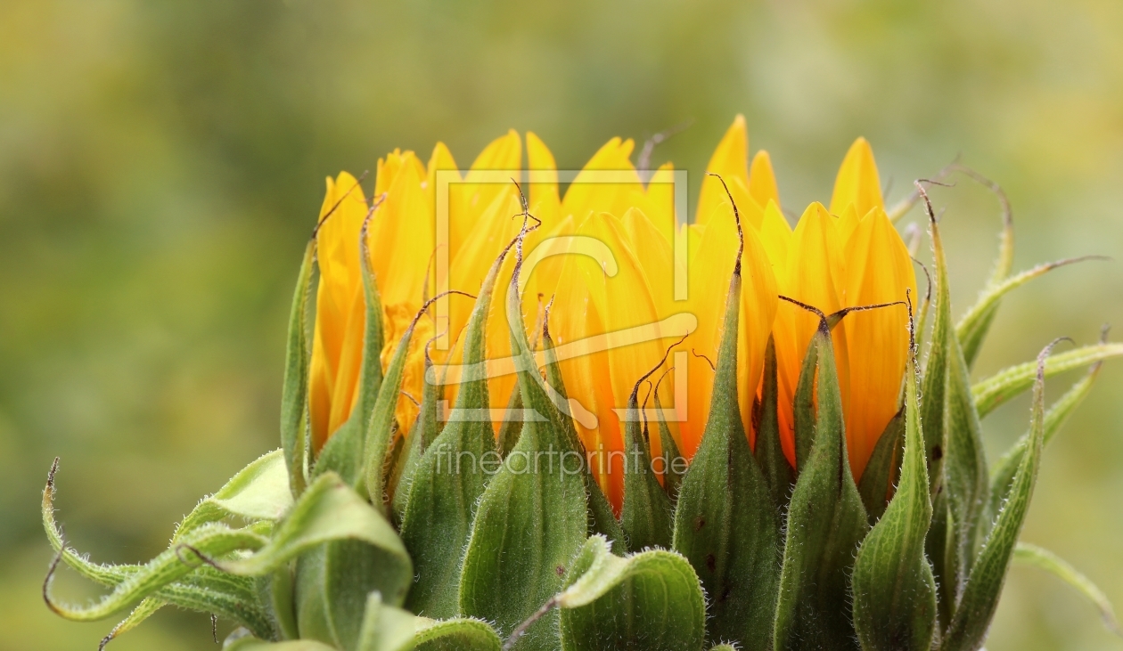 Bild-Nr.: 11415212 Sonnenblumen-Blüte erstellt von widipic