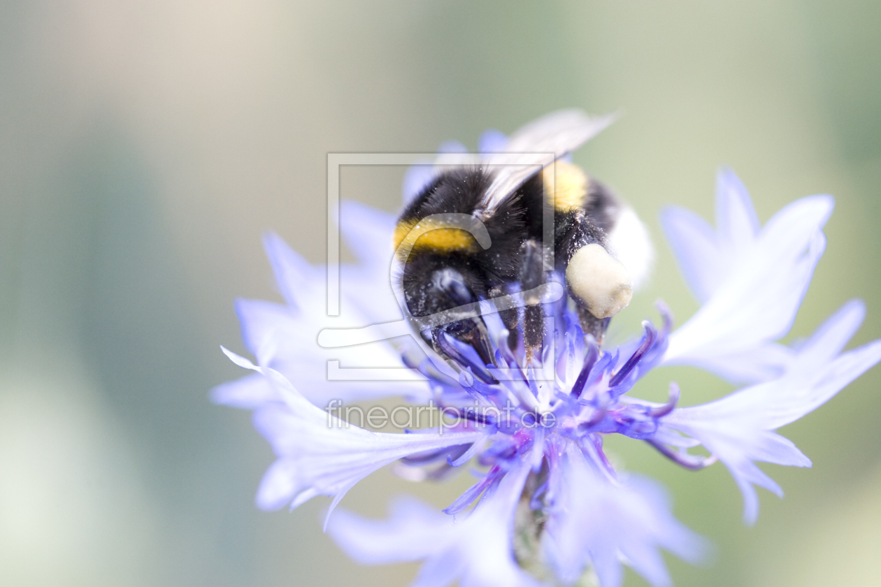 Bild-Nr.: 11416000 Hummel auf Blume erstellt von KS-Fotografia-Moment