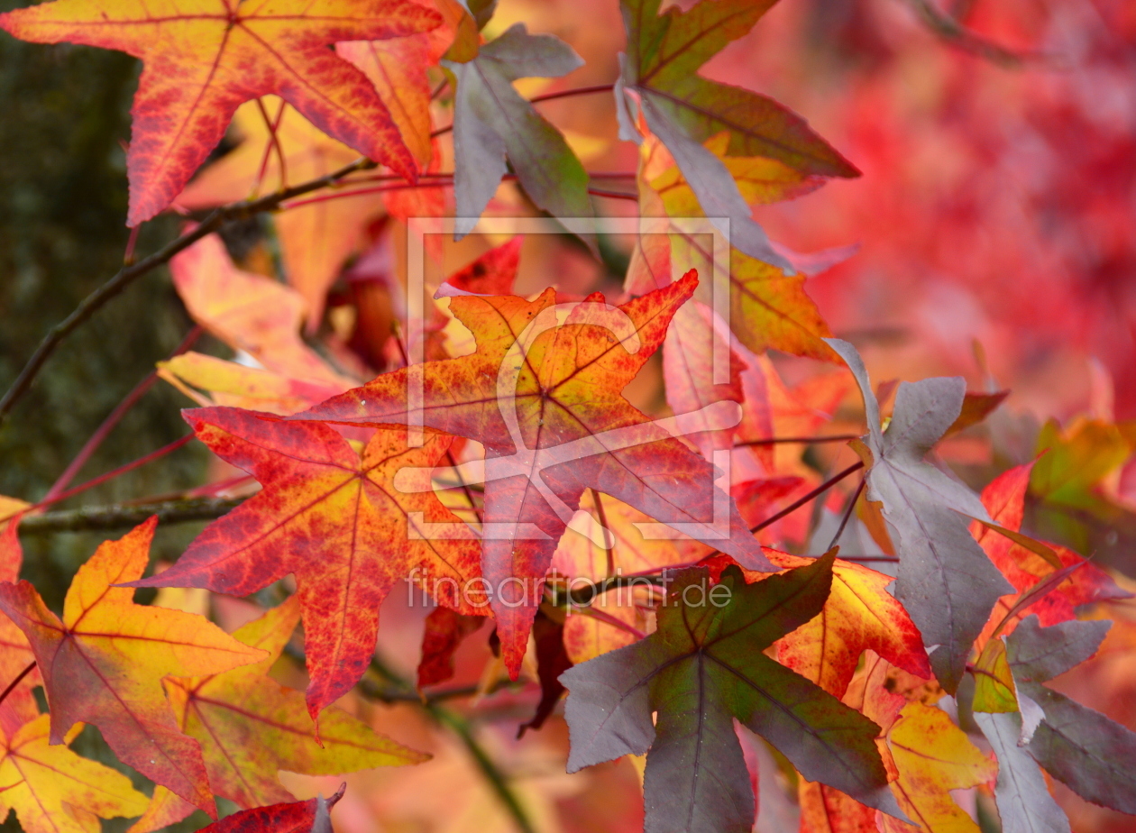 Bild-Nr.: 11416296 Herbstfarben erstellt von GUGIGEI