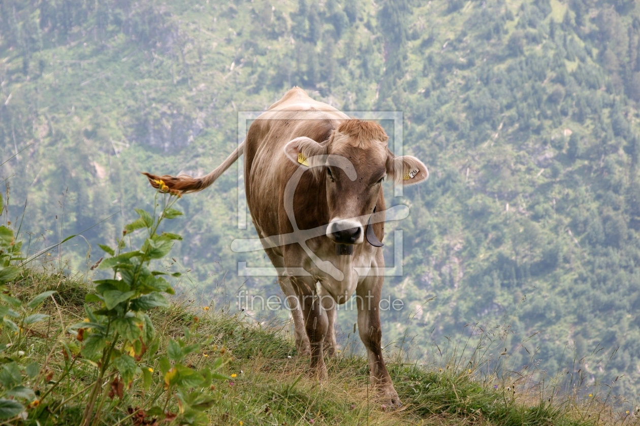 Bild-Nr.: 11416898 Jungrind im Bergsommer erstellt von widipic