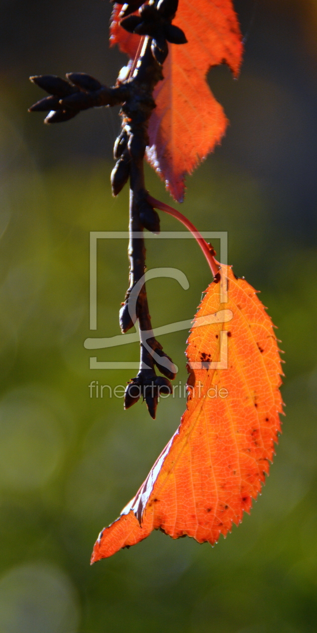 Bild-Nr.: 11416976 Herbst erstellt von GUGIGEI