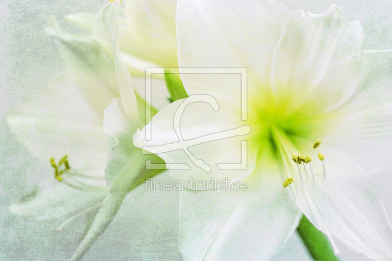 Bild-Nr.: 11419524 Weiße Amaryllis Bild-Nr.: 11419524 Weiße Amaryllis erstellt von Thomas Herzog