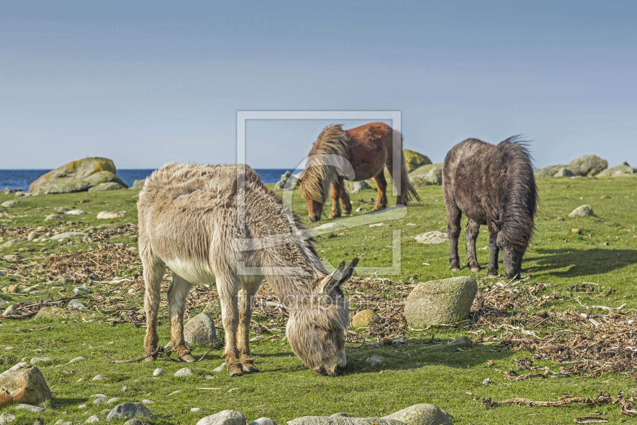 Bild-Nr.: 11420254 Freunde am Fjord erstellt von EderHans