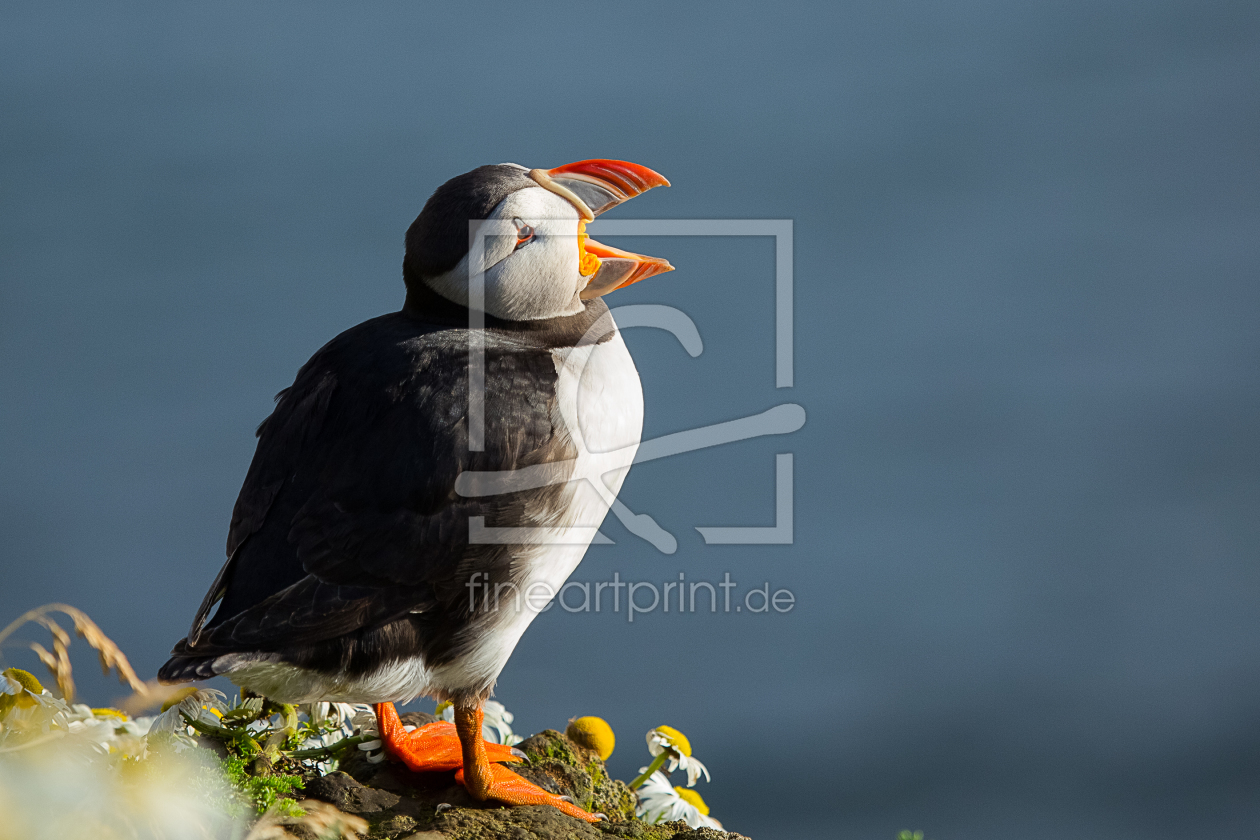 Bild-Nr.: 11420763 Puffin erstellt von zimkon