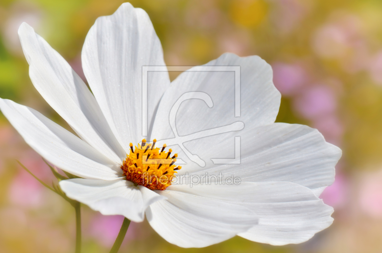 Bild-Nr.: 11420992 Cosmea erstellt von Atteloi