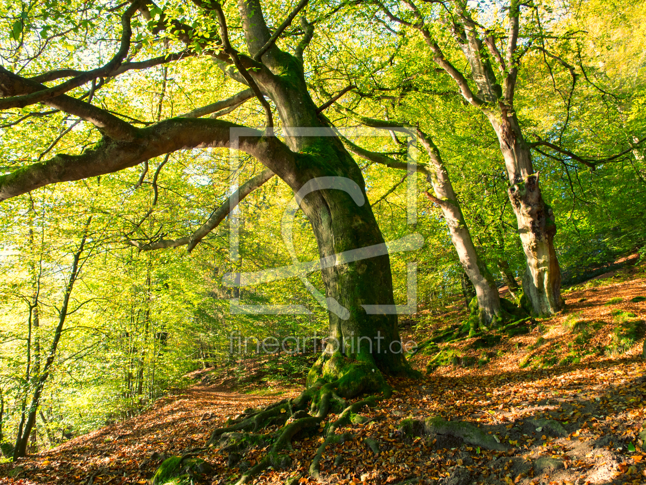 Bild-Nr.: 11423807 Waldweg erstellt von MBuecker