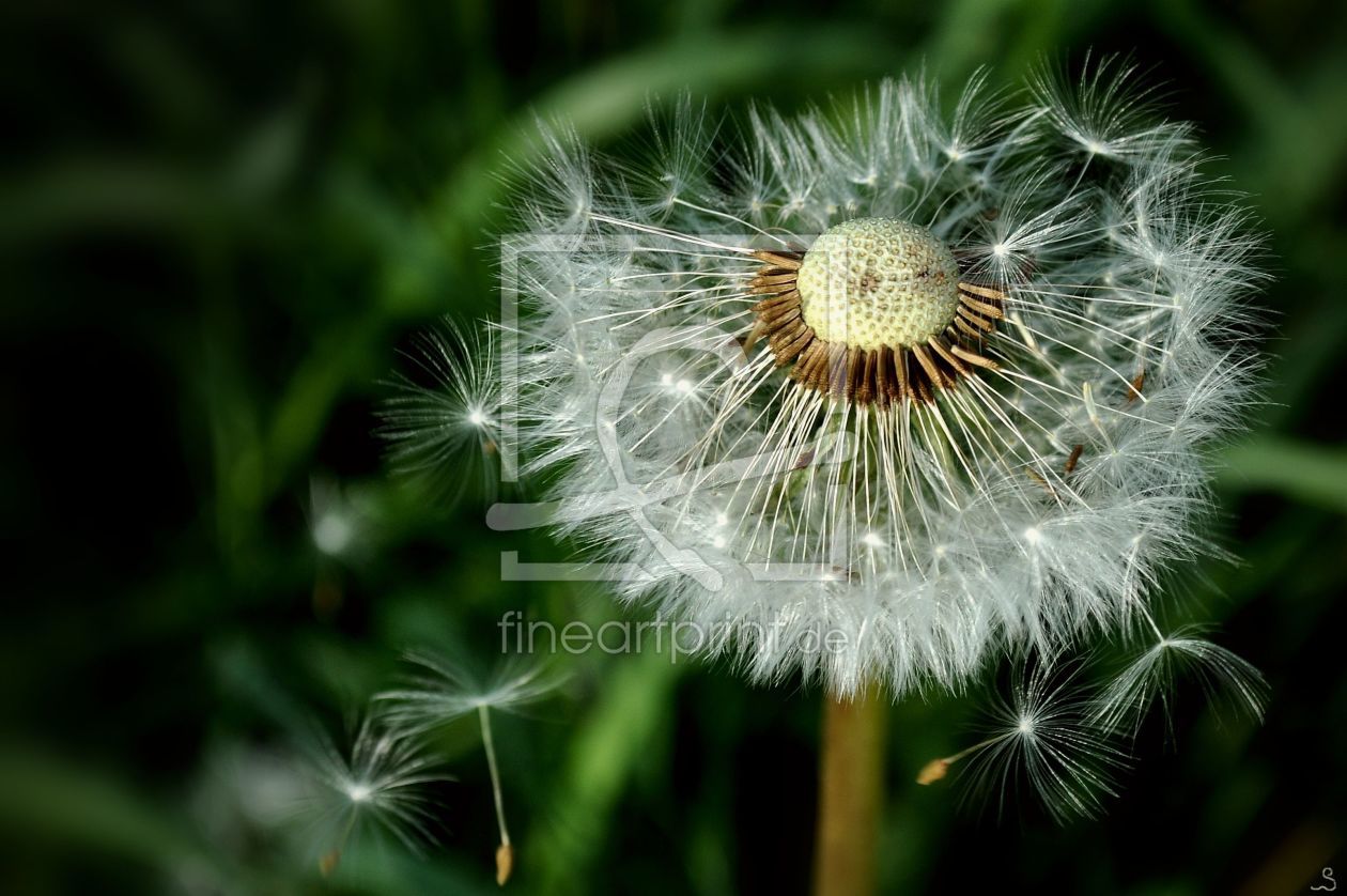 Bild-Nr.: 11423841 Pusteblümchen erstellt von Sabineleifels