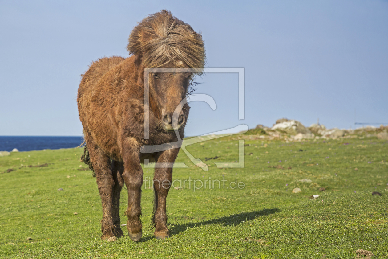 Bild-Nr.: 11424107 Pony am Fjord erstellt von EderHans