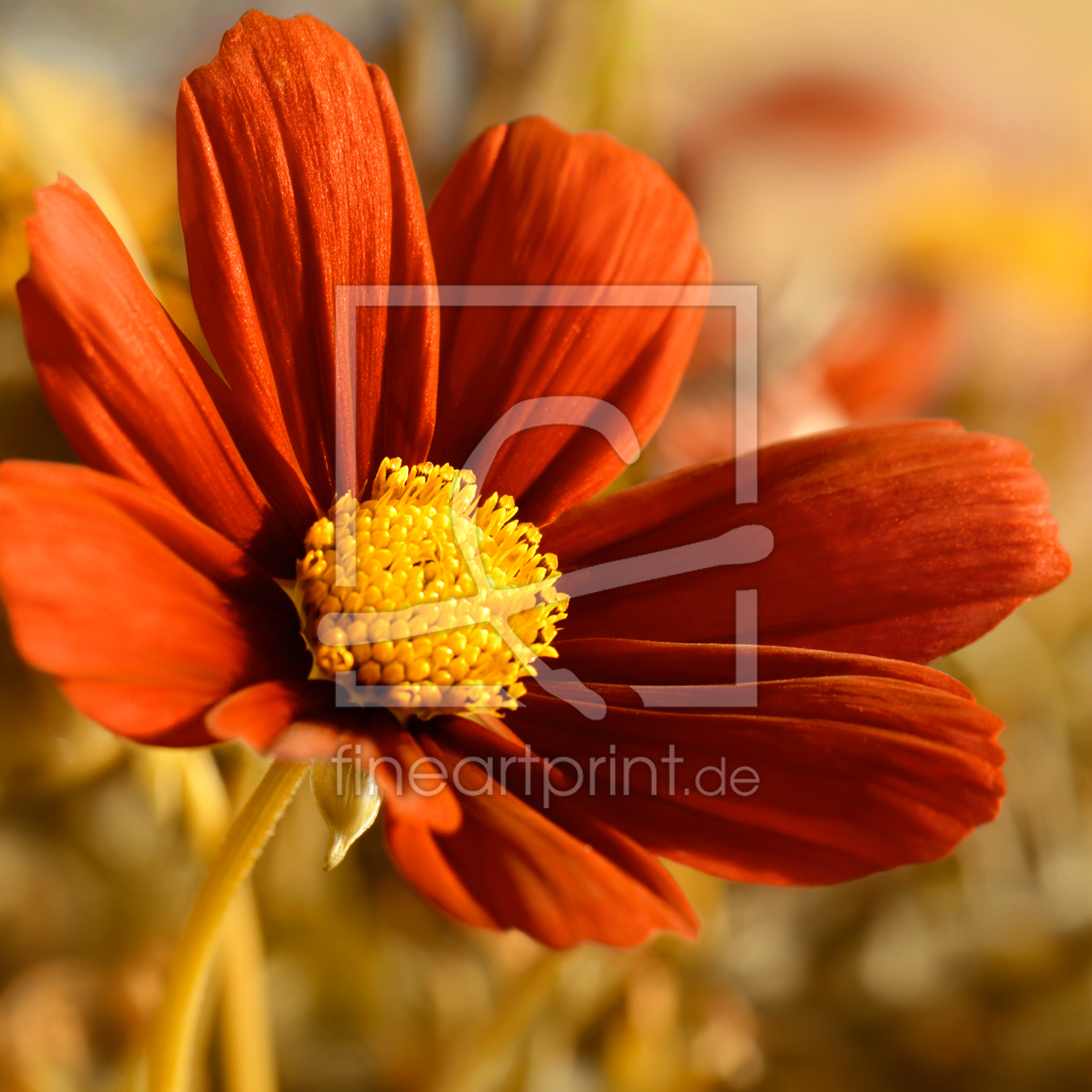 Bild-Nr.: 11424754 Cosmea erstellt von Atteloi