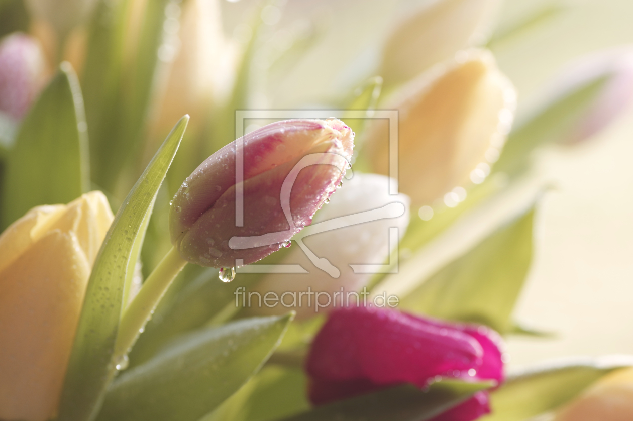 Bild-Nr.: 11424795 Tulpen Blumenstrauss  erstellt von Tanja Riedel