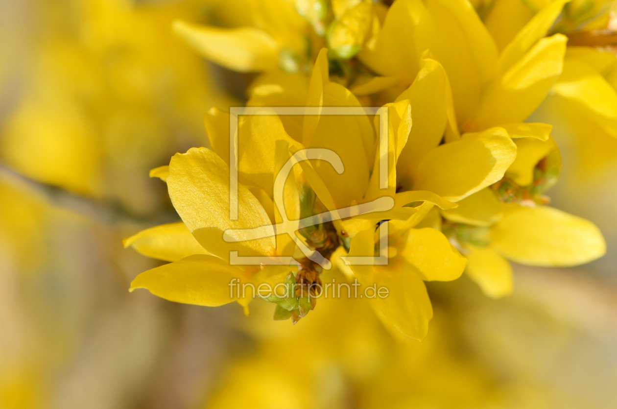 Bild-Nr.: 11426160 Forsythie erstellt von Atteloi