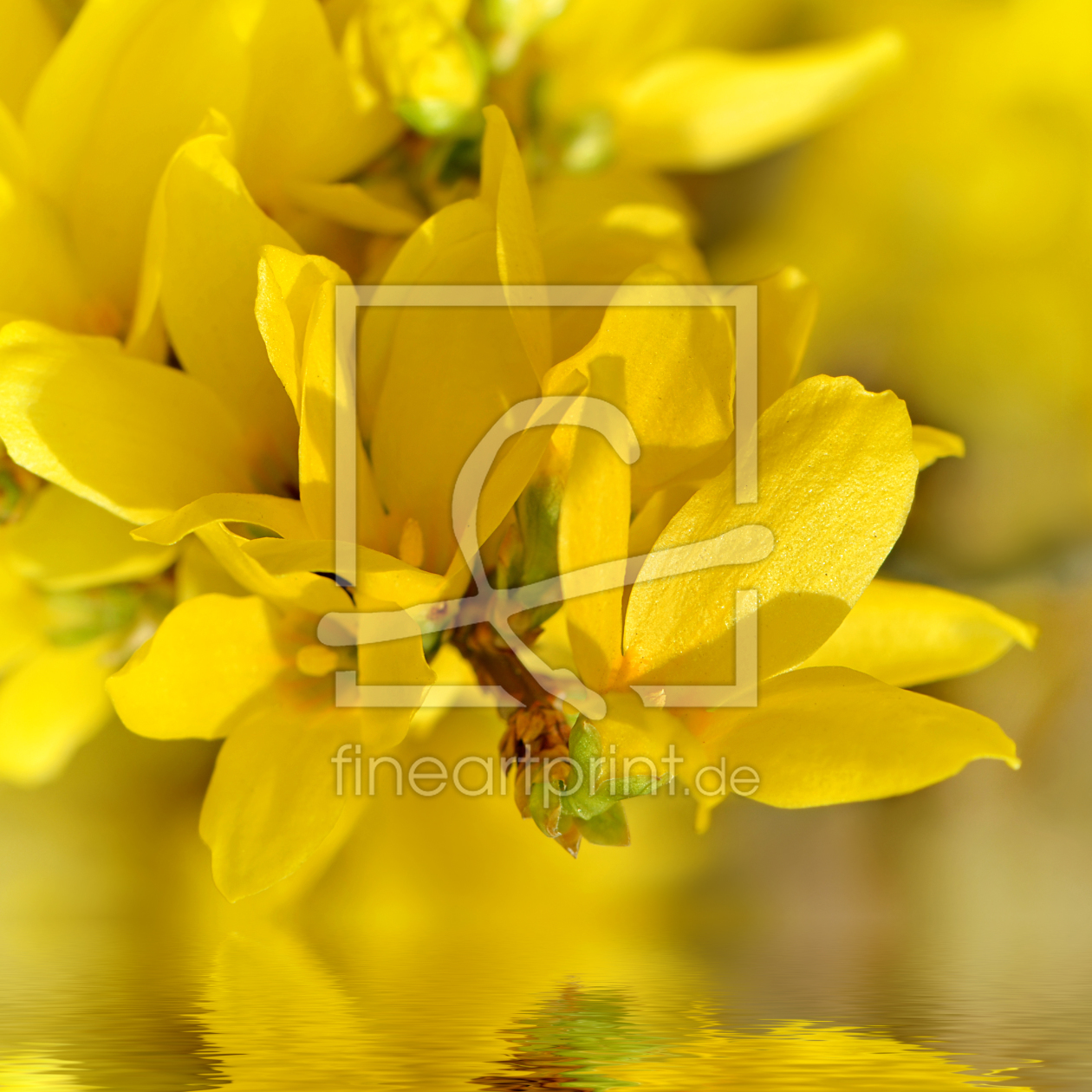 Bild-Nr.: 11426176 Forsythie  erstellt von Atteloi