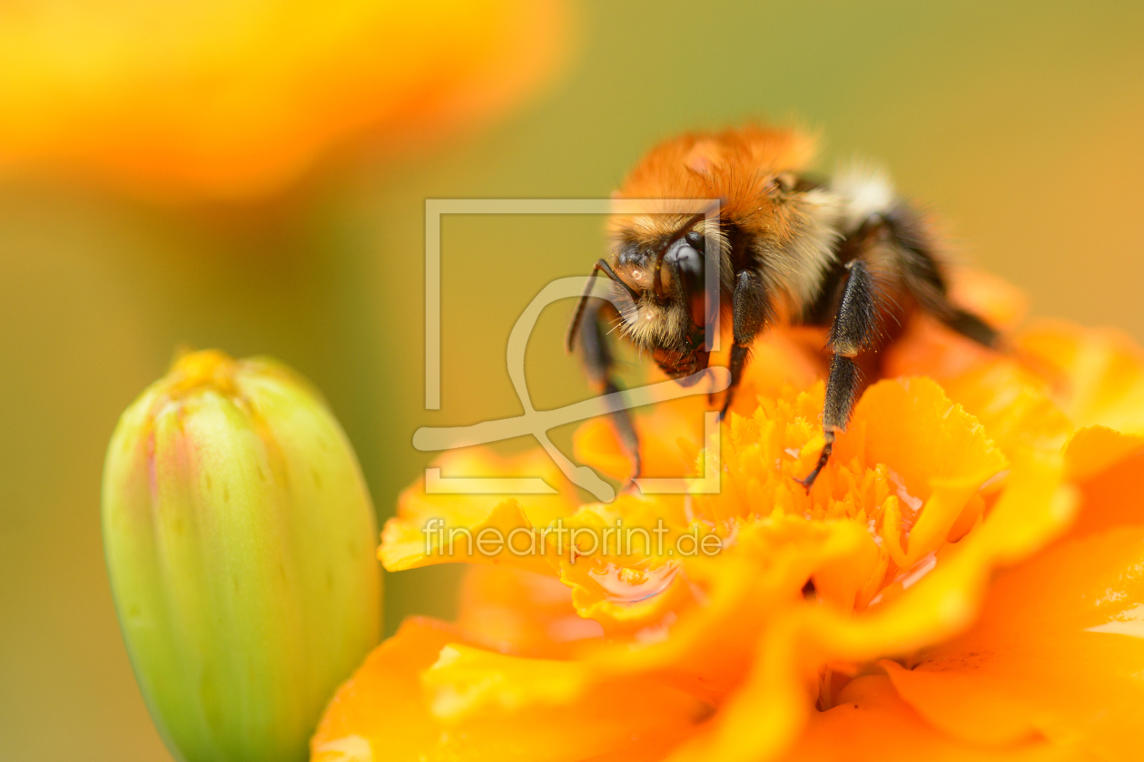 Bild-Nr.: 11426433 Hummel erstellt von Ostfriese