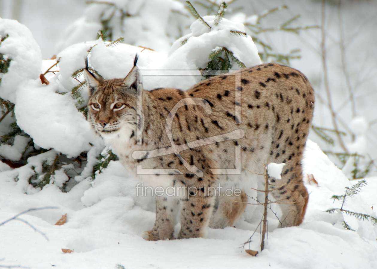 Bild-Nr.: 11426499 Lynx Lynx erstellt von GUGIGEI