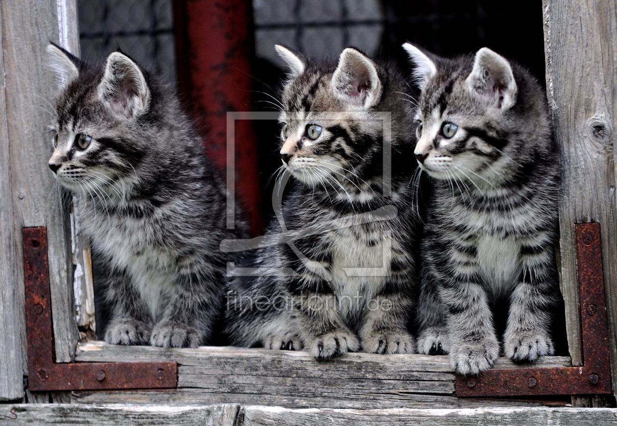 Bild-Nr.: 11426914 Drei kleine Katzen erstellt von Sabineleifels