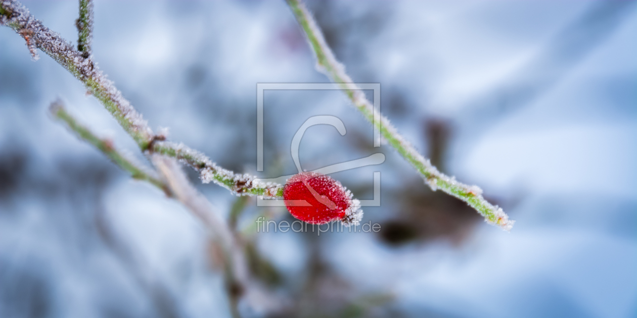 Bild-Nr.: 11427095 Frostmorgen erstellt von Richard-Young