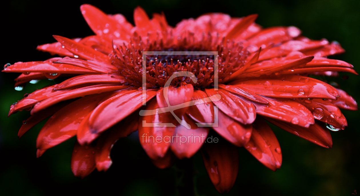 Bild-Nr.: 11427397 Rote Gerbera erstellt von Sabineleifels